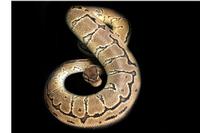 picture of Pinstripe Ball Python Male Sml                                                                       Python regius